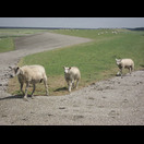 Neugierige Schafe
